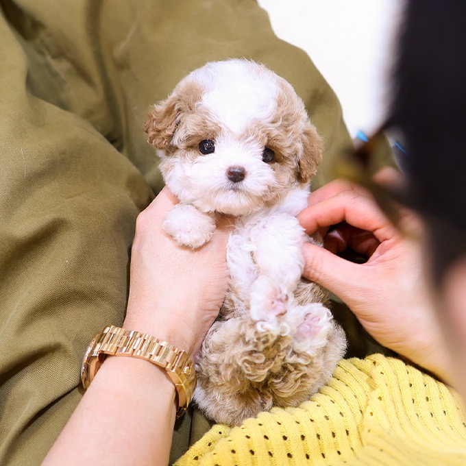 Adorable Poodle - Meoraeng (Female)