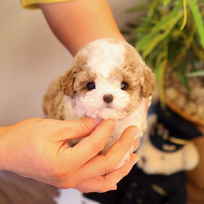 Adorable Poodle - Meoraeng (Female)