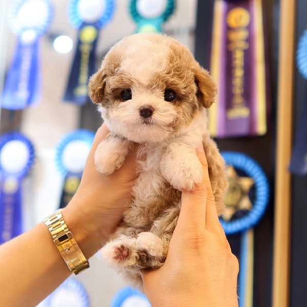 Adorable Poodle - Meoraeng (Female)