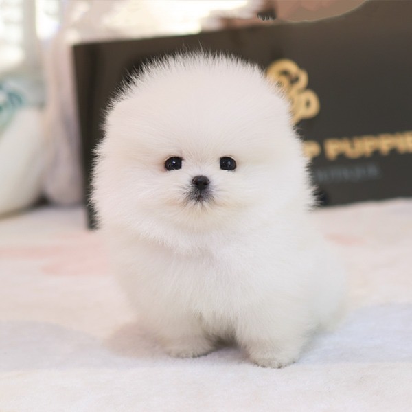 Adorable White Pomeranian - Jagal (Male)