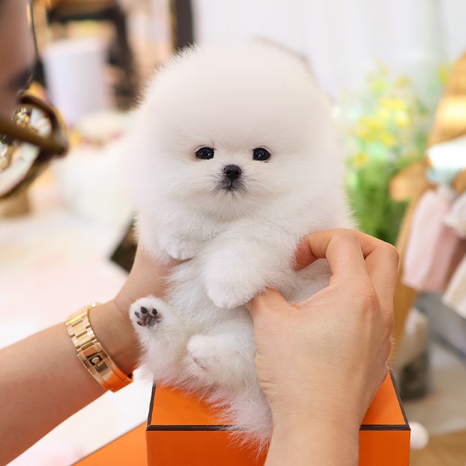 Adorable White Pomeranian - Jagal (Male)