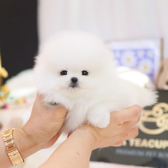 Adorable White Pomeranian - Jagal (Male)
