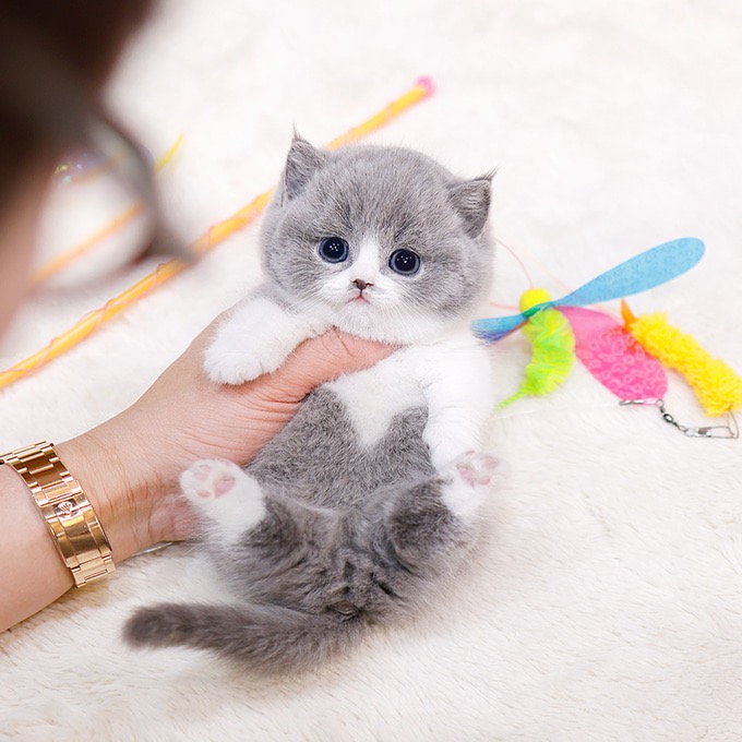 Munchkin - Aeong (Male)
