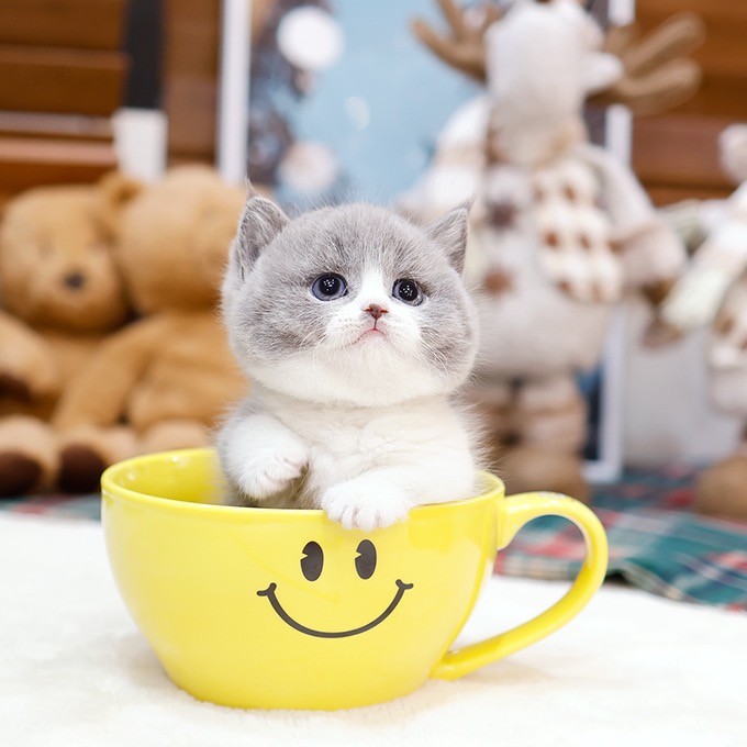 Munchkin - Aeong (Male)