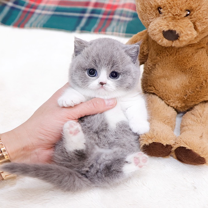 Munchkin - Aeong (Male)