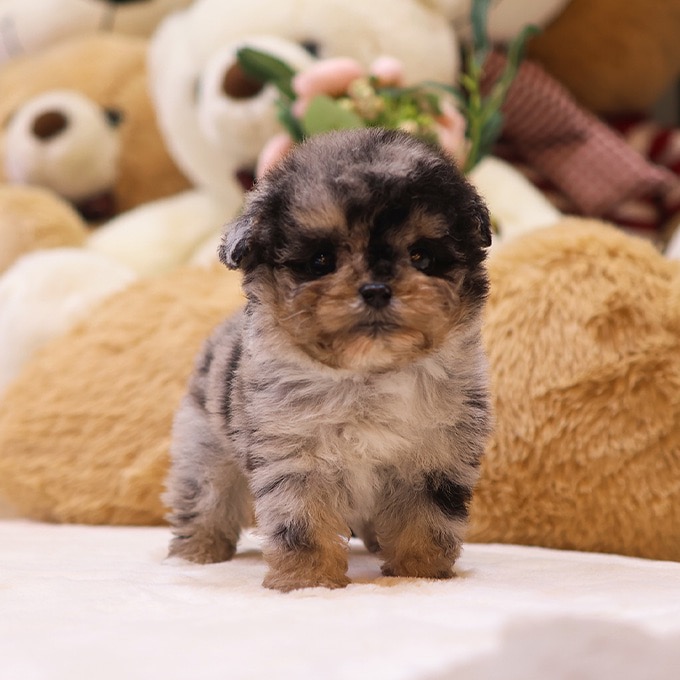 Poodle - Kongbol (Male)