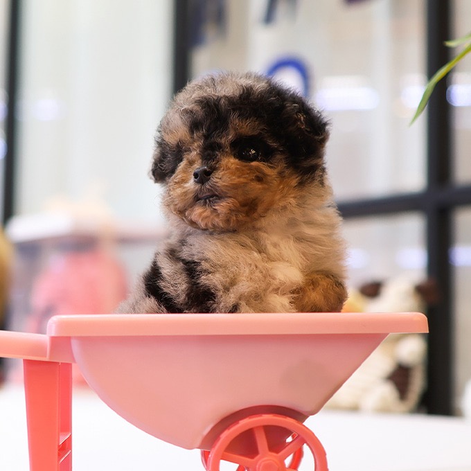 Poodle - Kongbol (Male)