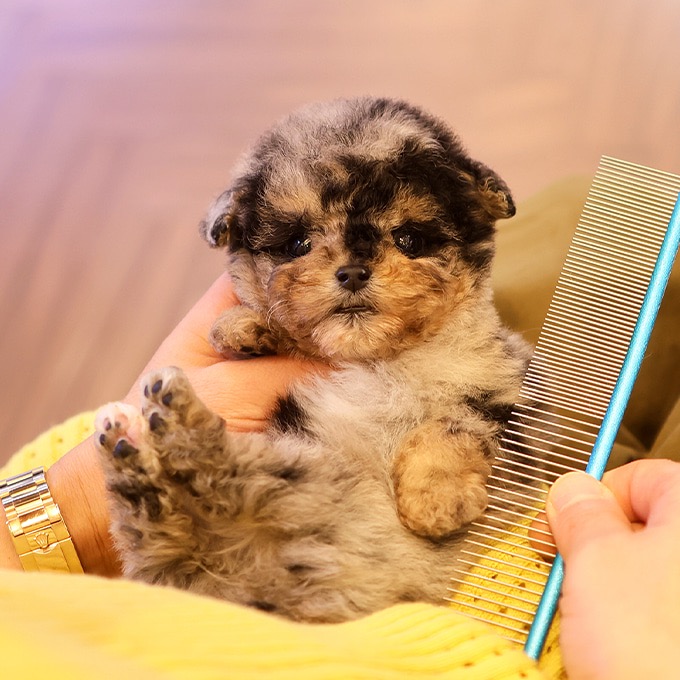 Poodle - Kongbol (Male)