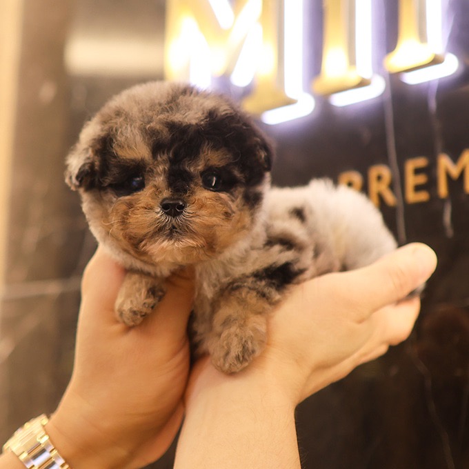 Poodle - Kongbol (Male)