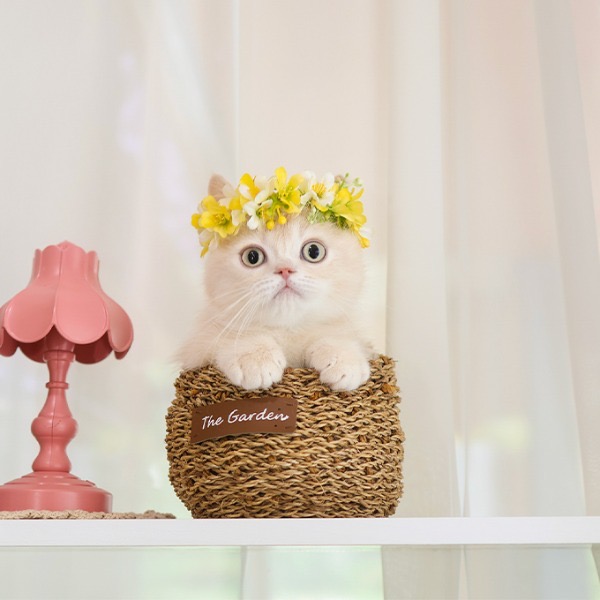 Munchkin - Kkuri (Male)