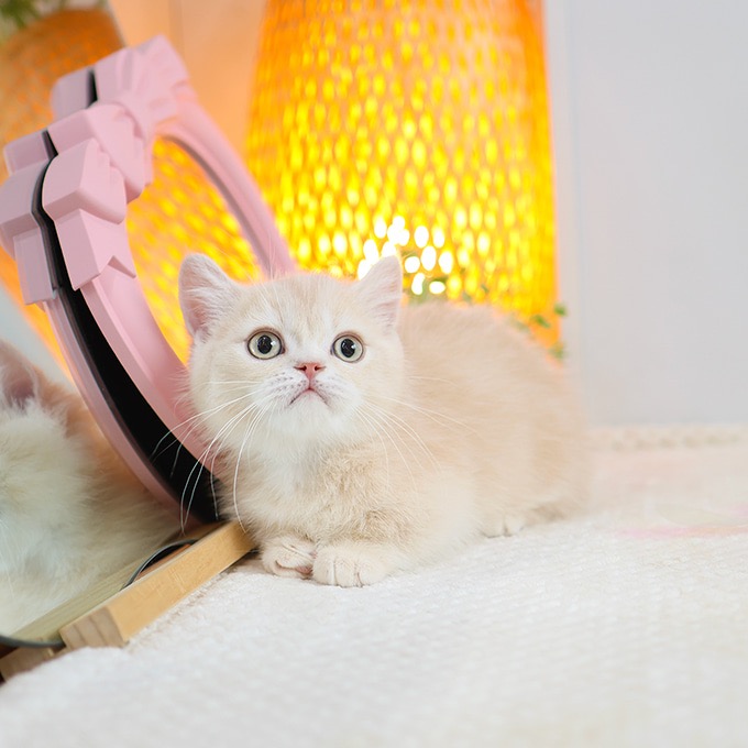 Munchkin - Kkuri (Male)