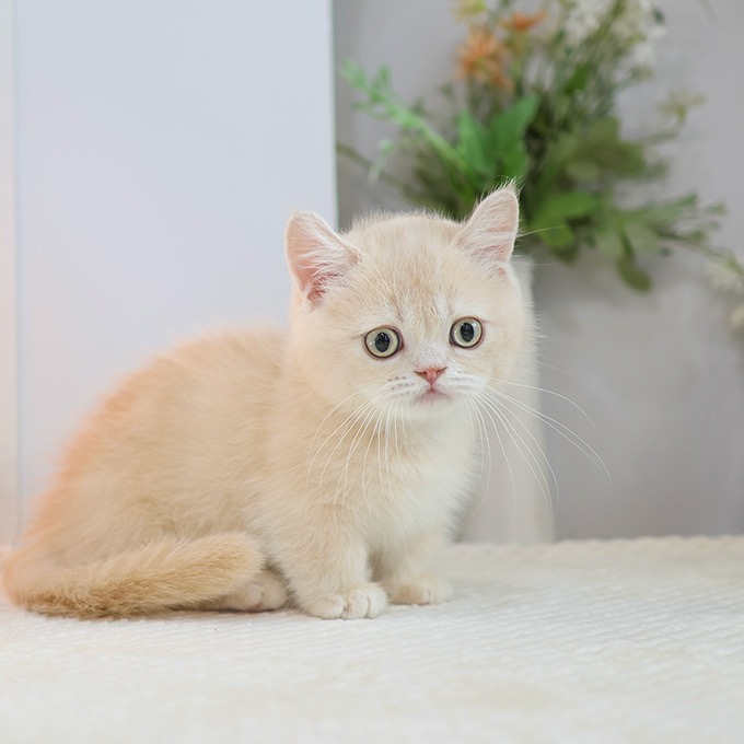 Munchkin - Kkuri (Male)