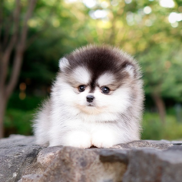 Pomsky - Ubi (Male)