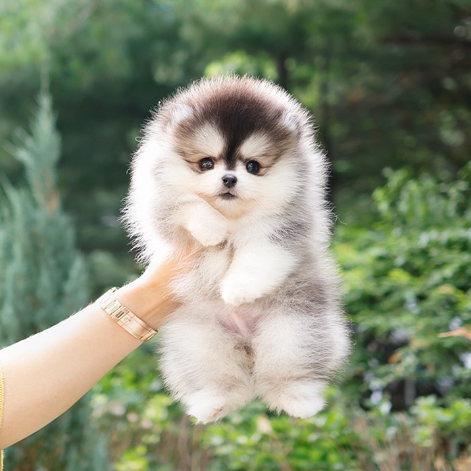 Pomsky - Ubi (Male)