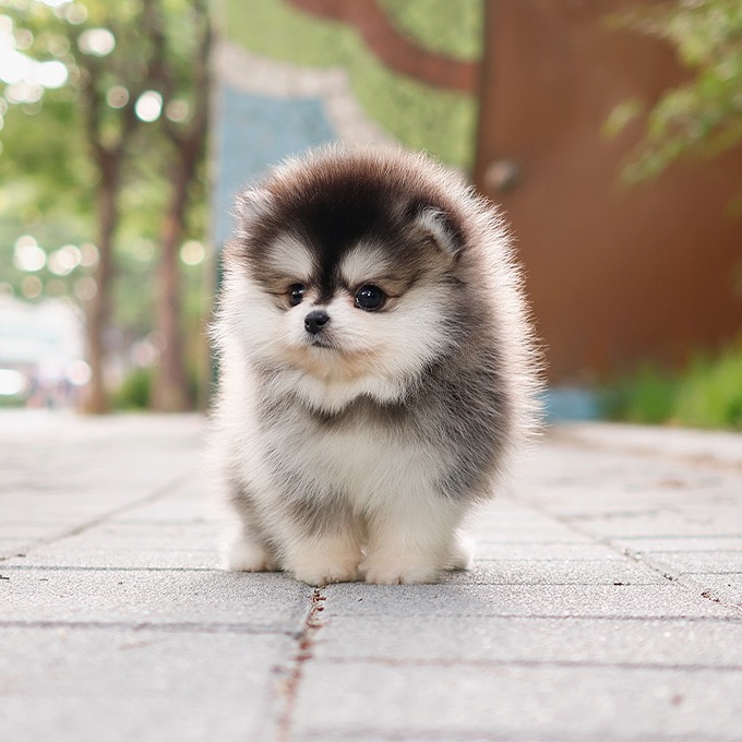 Pomsky - Ubi (Male)