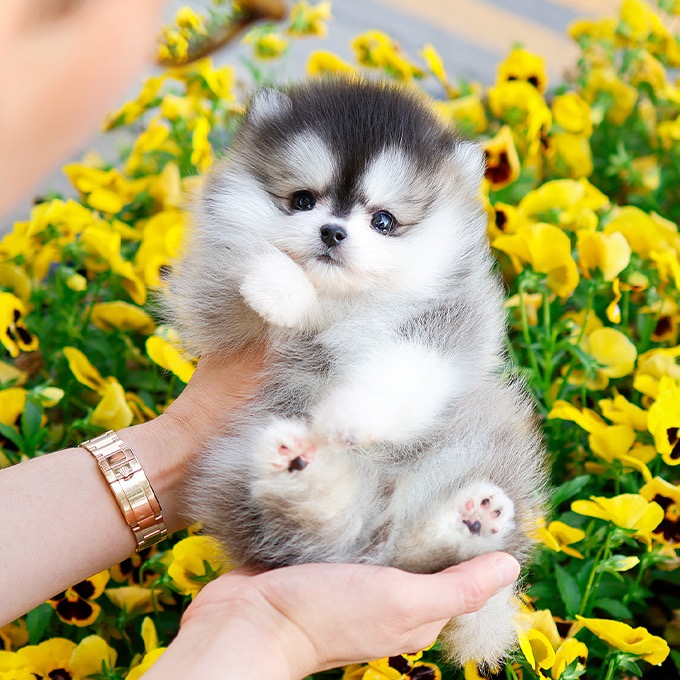 Pomsky - Ubi (Male)