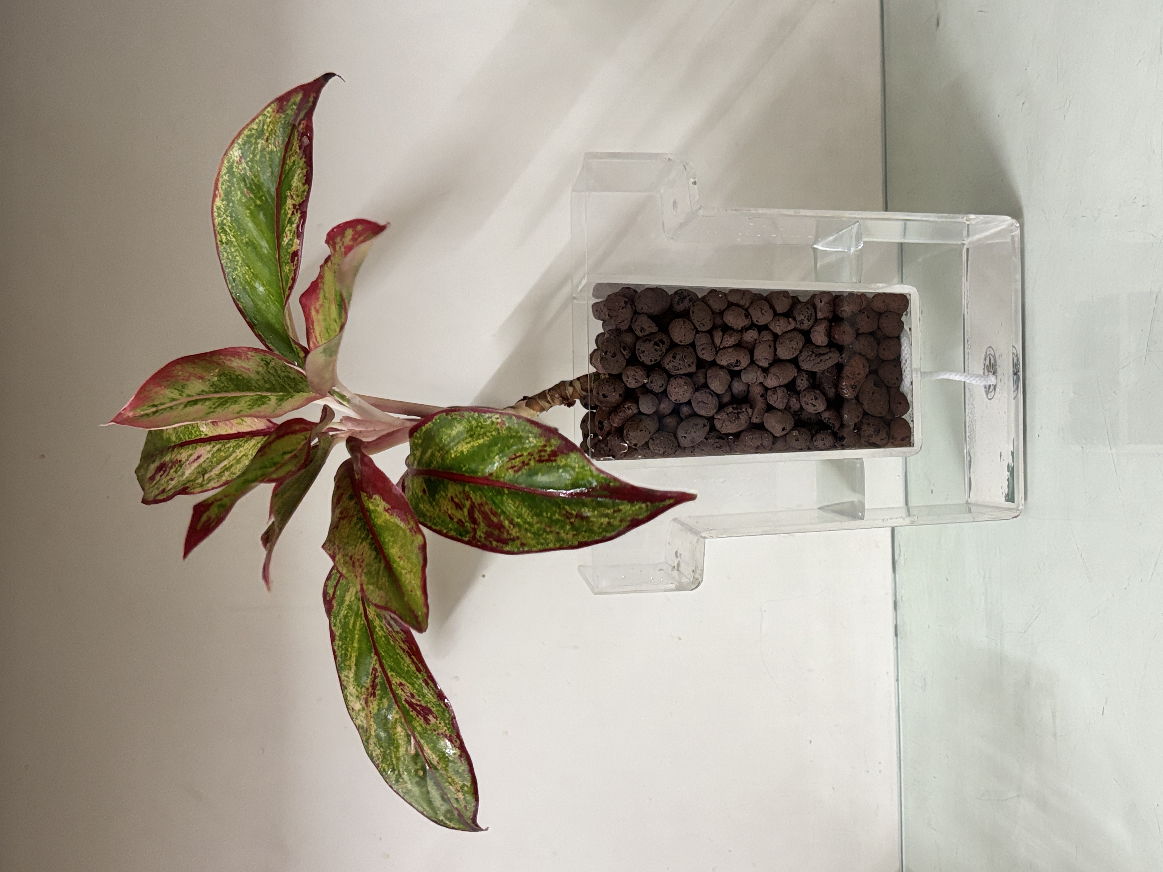 Aglaonema Plant in self watering pot