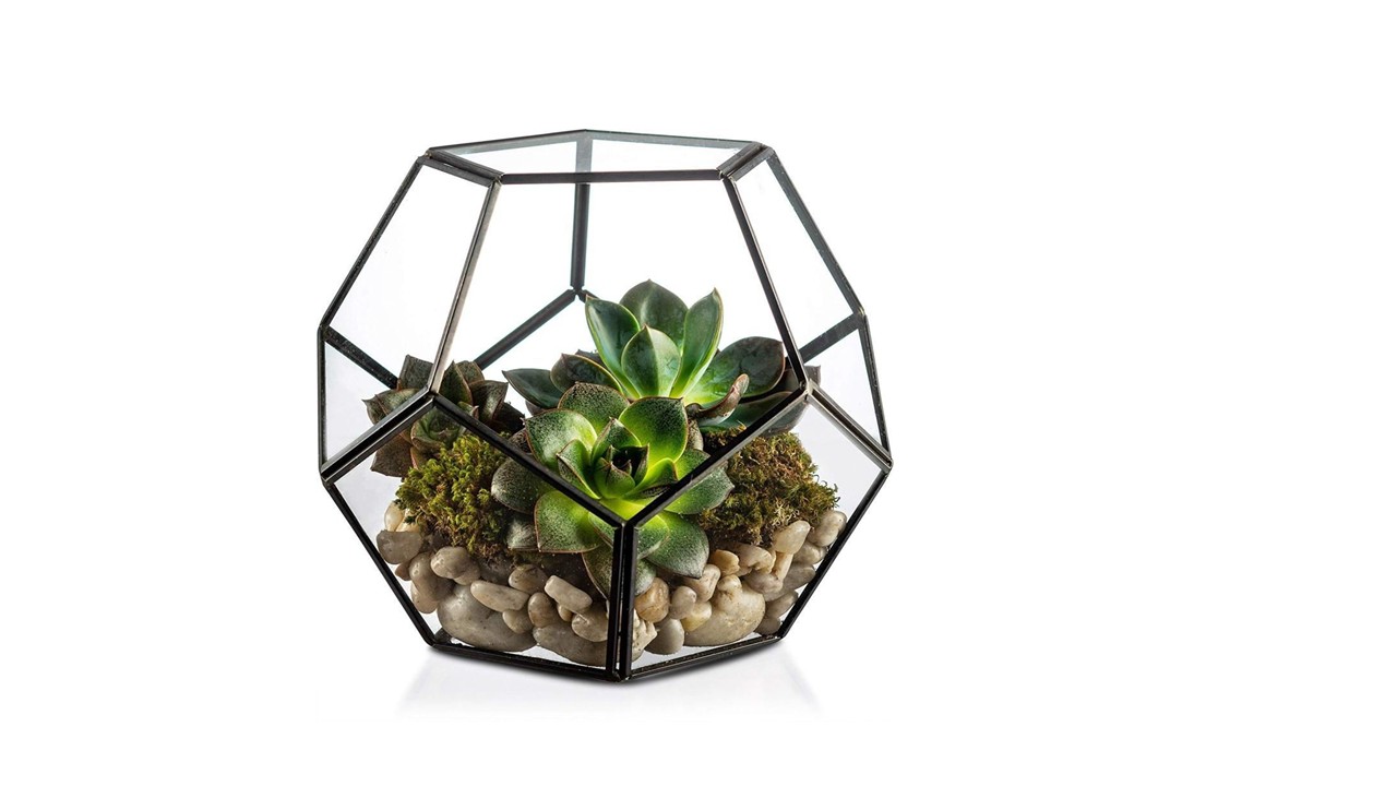 Octa ball Terrarium with Succulents