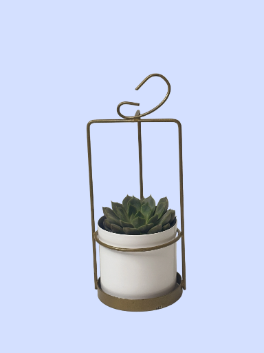 Succulent plant in decorative metal holder