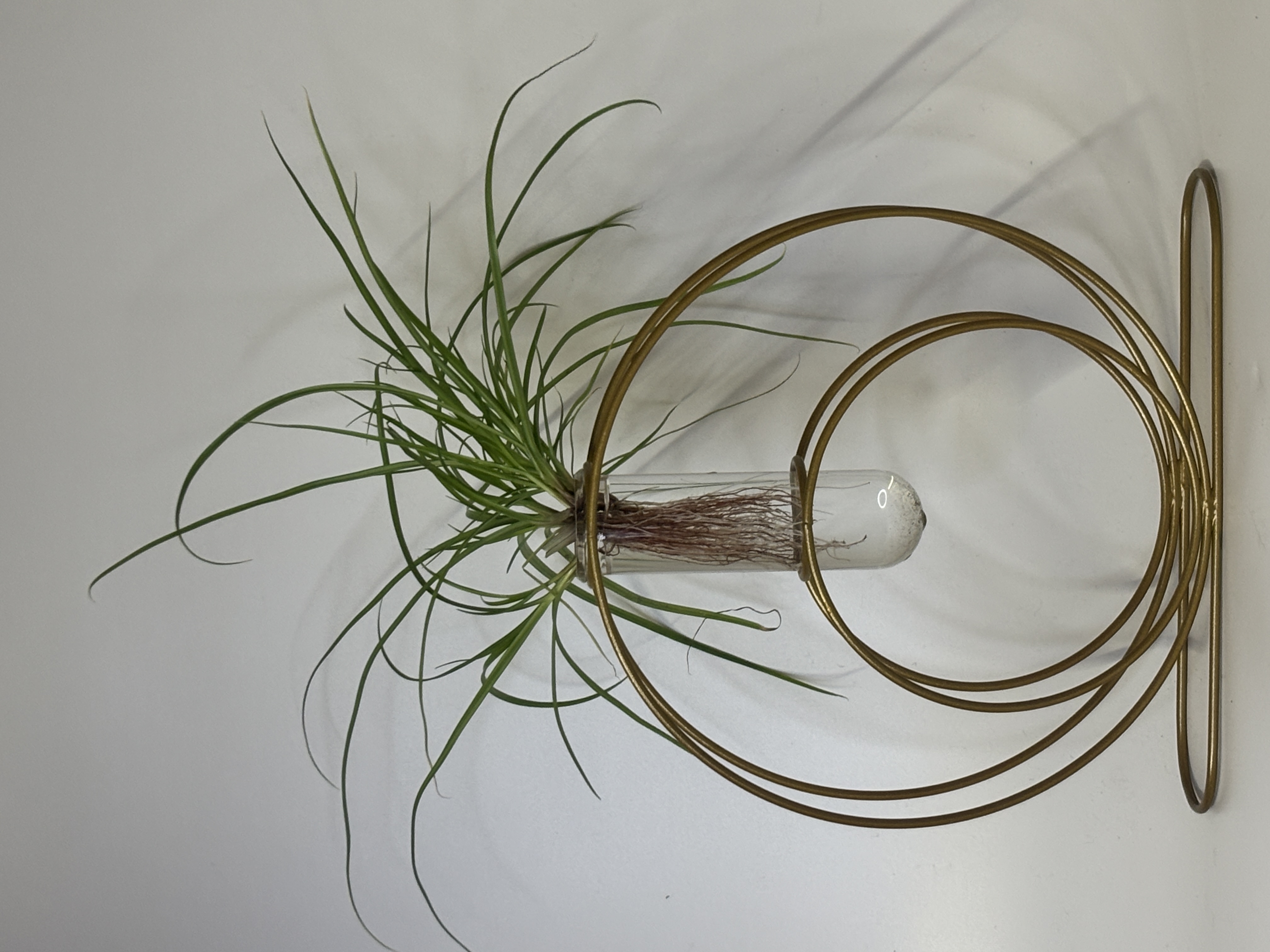 Modern  Plant Holder