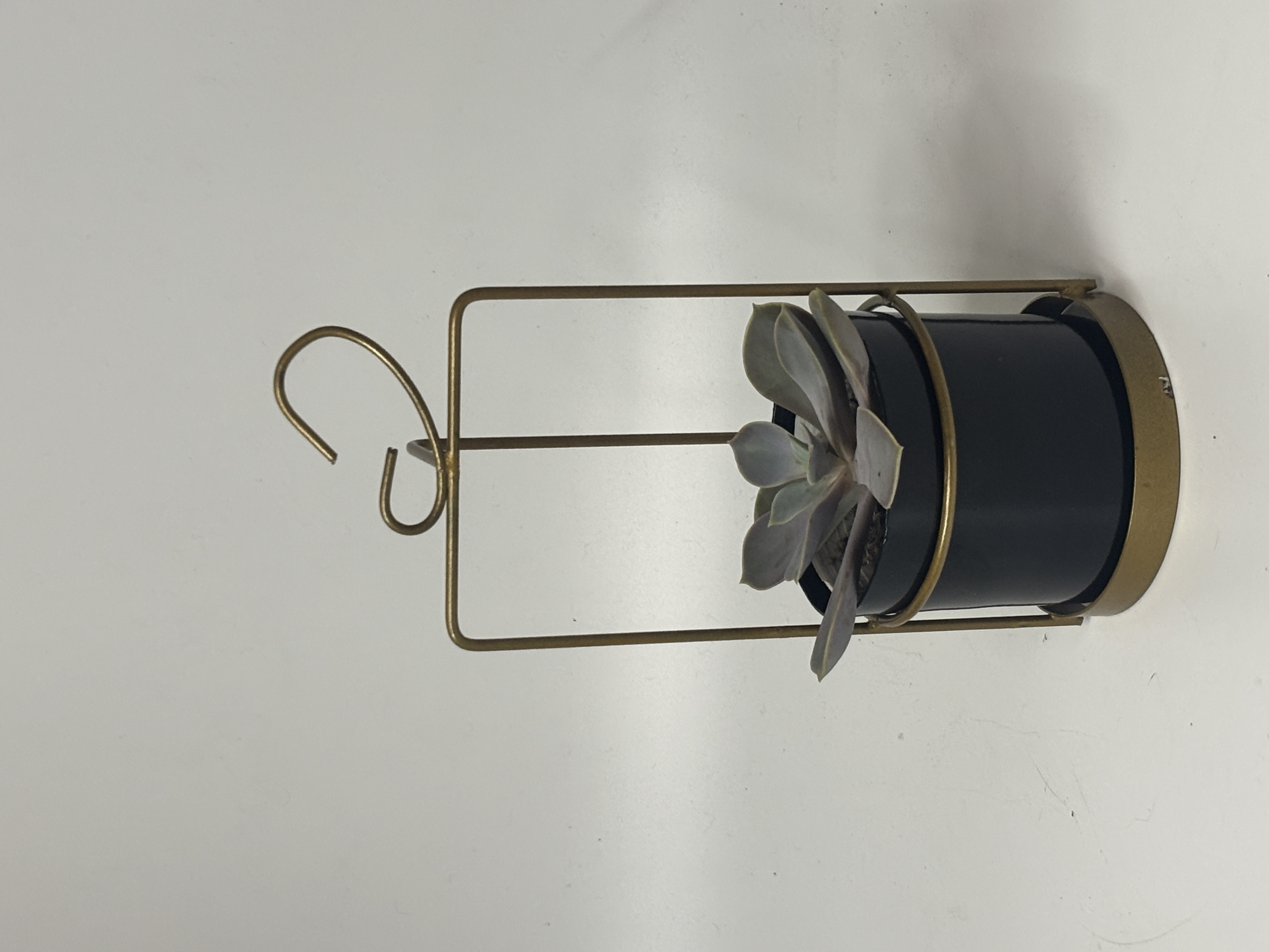 Succulent plant in decorative metal pot