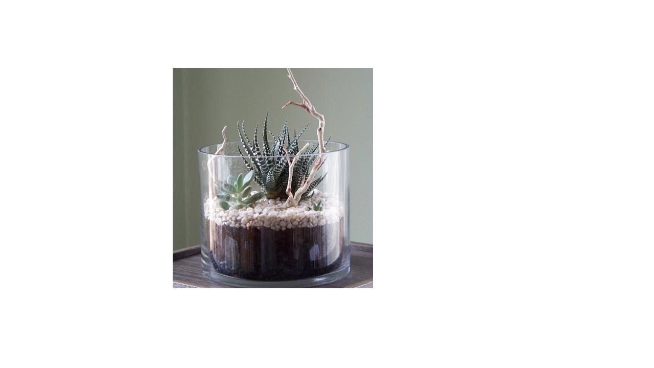 Succulent Glass Terrarium