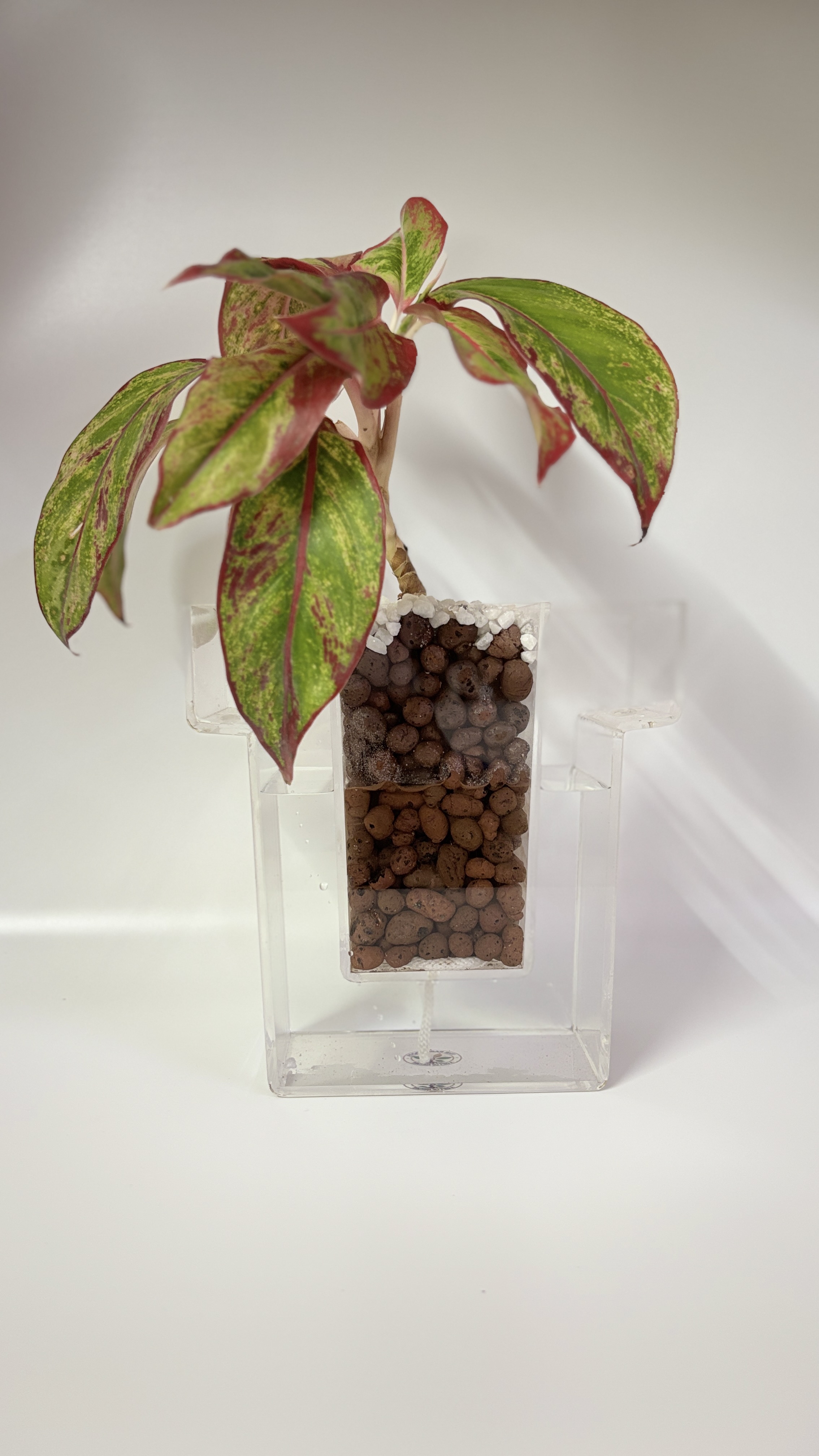 Aglaonema Plant in self watering pot