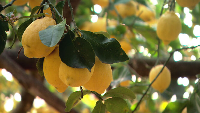 Limones frescos