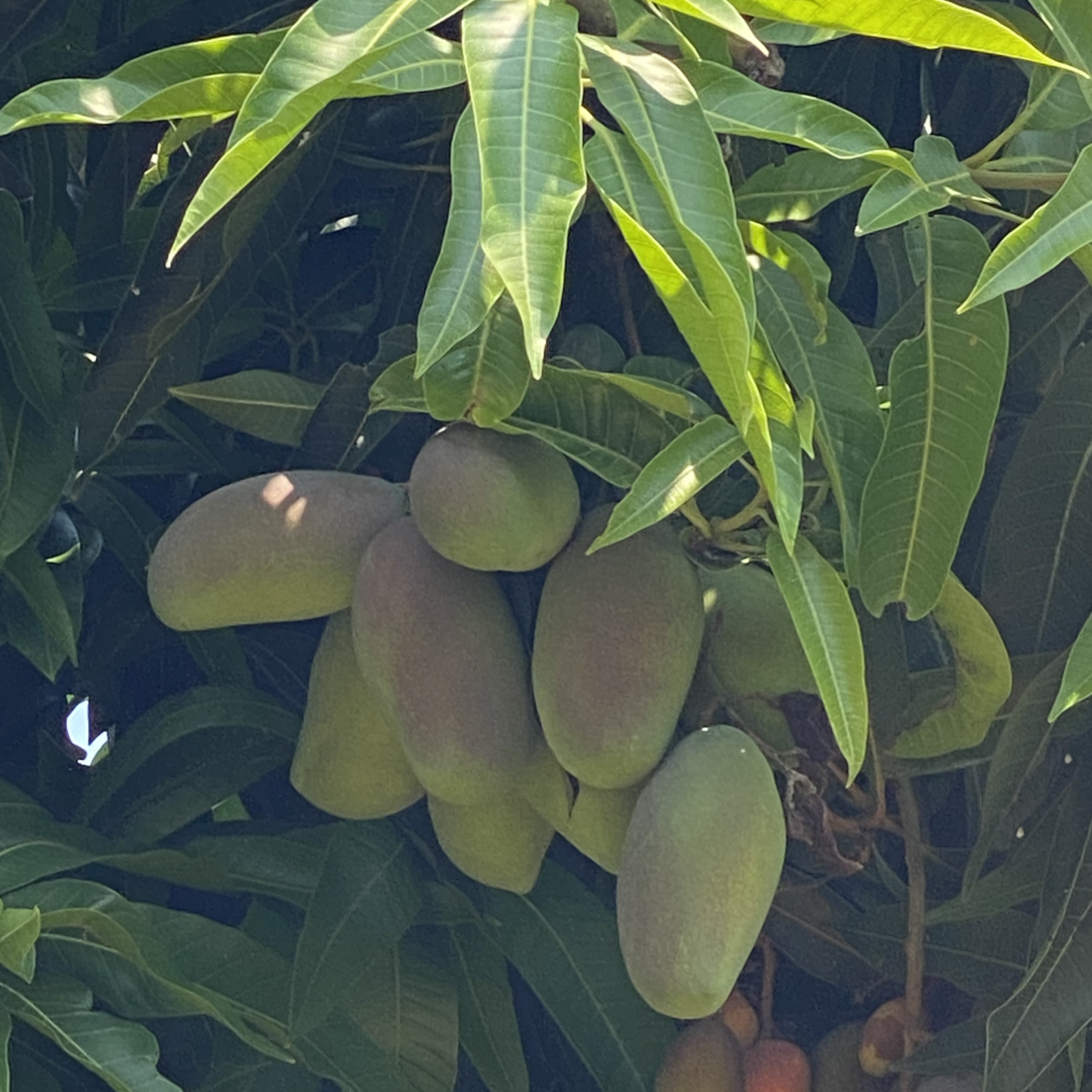 Mango Nam Dok Mai