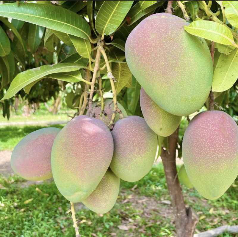 Mango Keitt