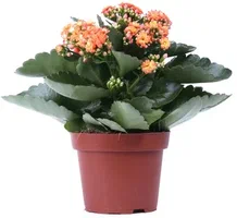 Kalanchoe Plant