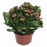 Kalanchoe Plant