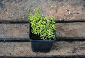 Potted Green Plant