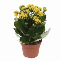 Yellow Kalanchoe Plant