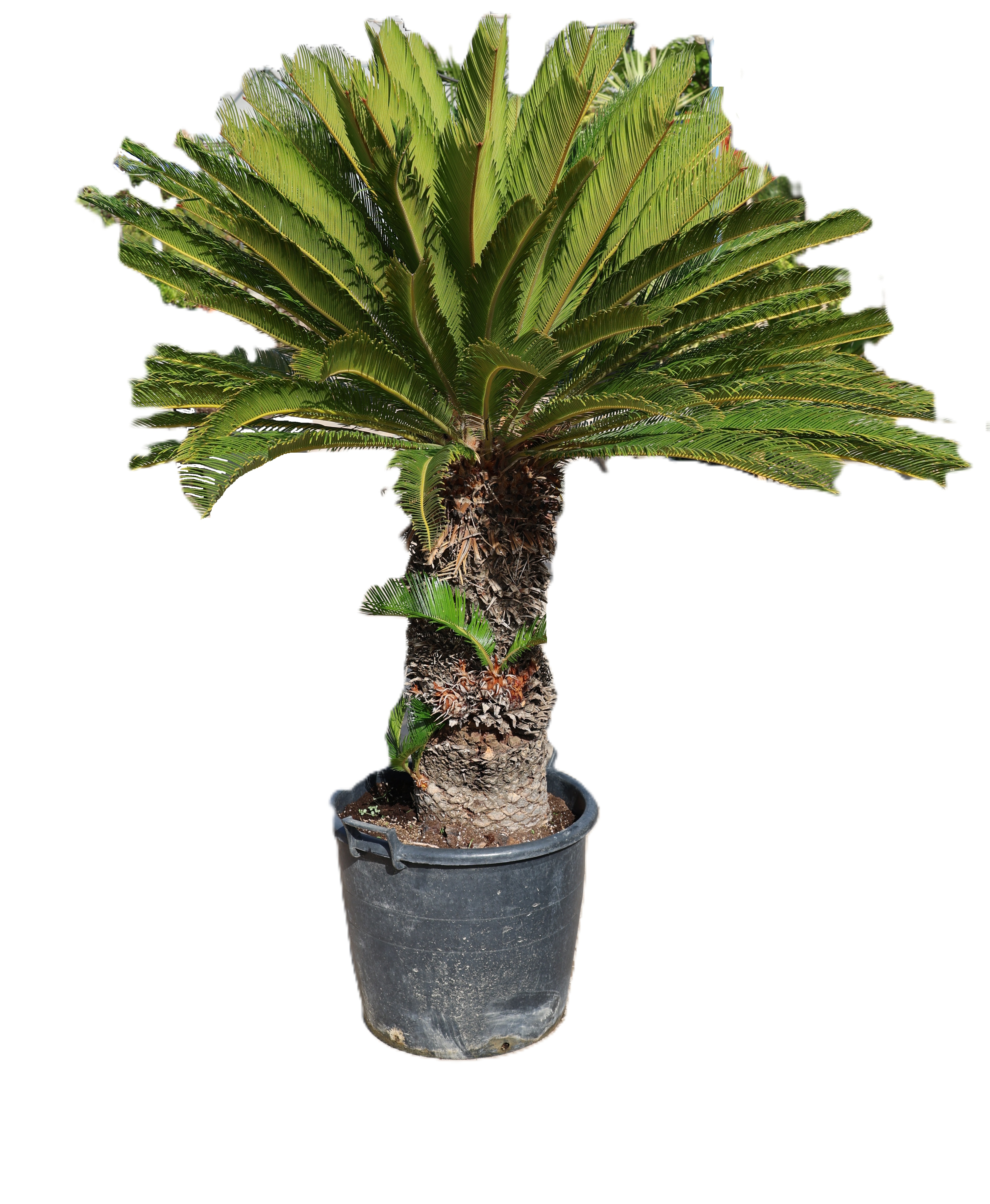 Cycas revoluta (palma sago)