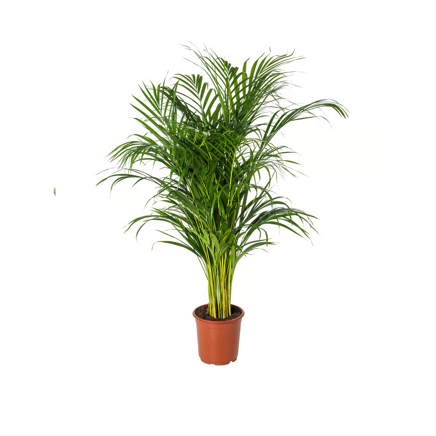 Areca Palm Plant