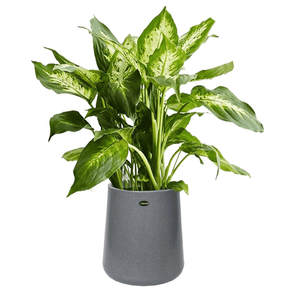 Flora High Fiber Planter