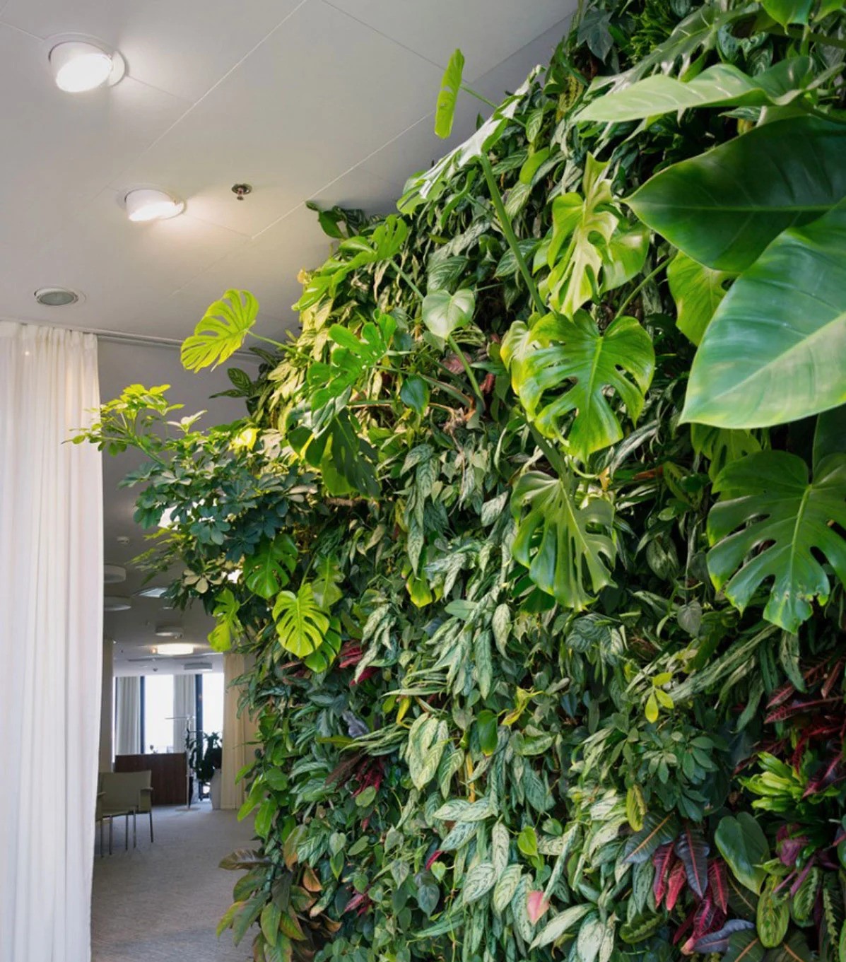Natural Vertical Garden - With Self Drip System