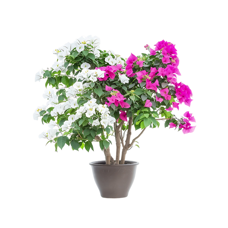 Bougainville Plant, Pink White 