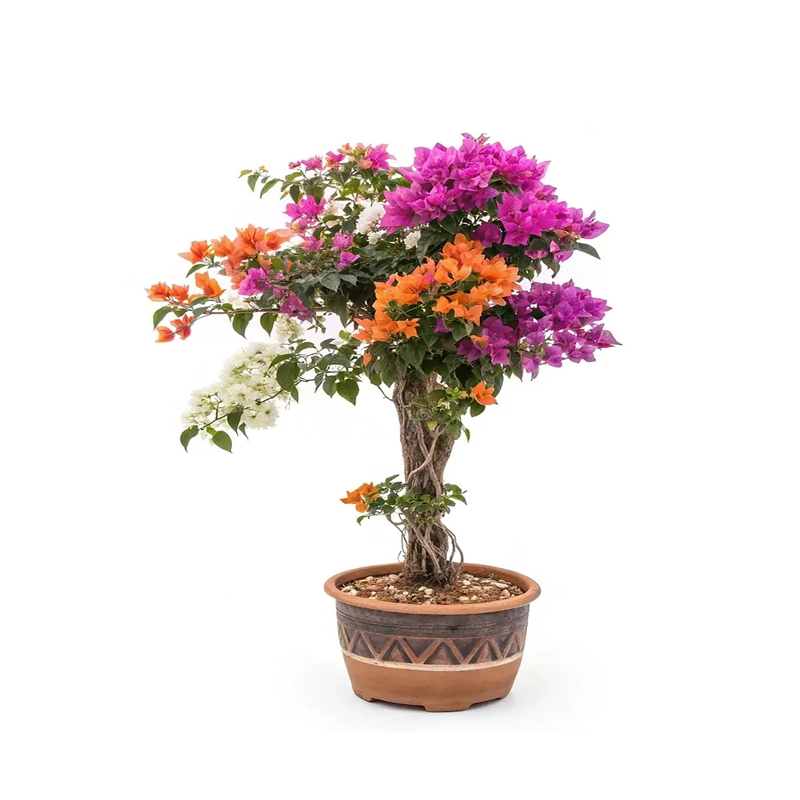 Bougainville Plant, Multicolor Grafted 