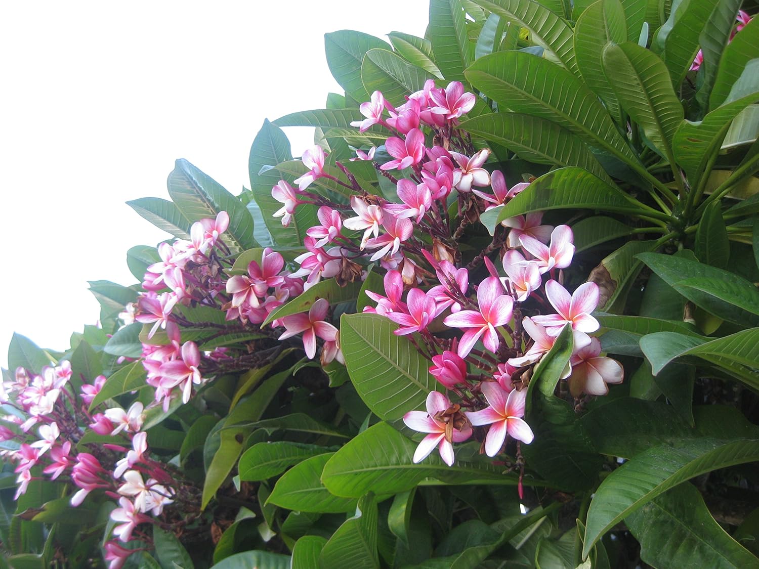 Plumeria Frangipani Tree Plant - 3 Ft Well Grown