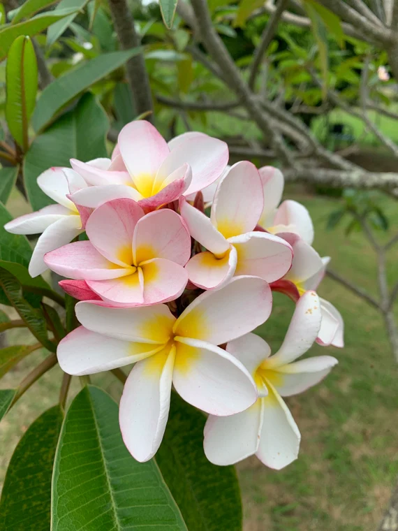 Plumeria Frangipani Tree Plant - 3 Ft Well Grown