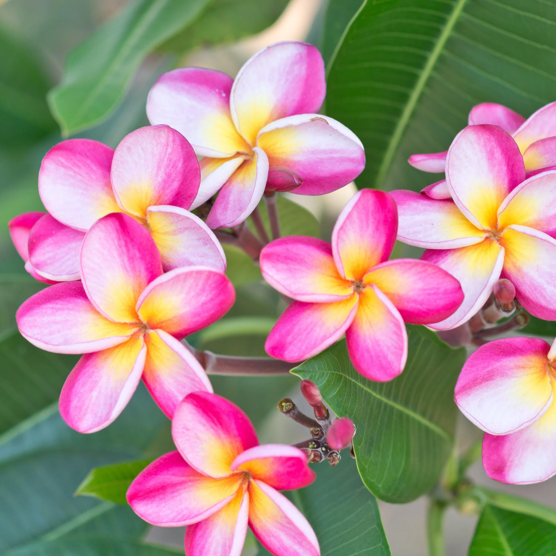 Plumeria Frangipani Tree Plant - 3 Ft Well Grown