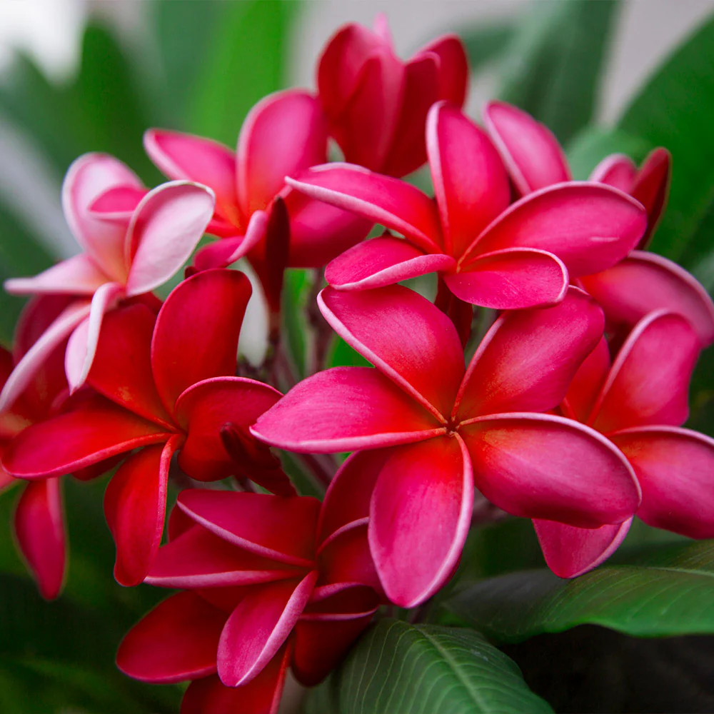 Plumeria Frangipani Tree Plant - 3 Ft Well Grown