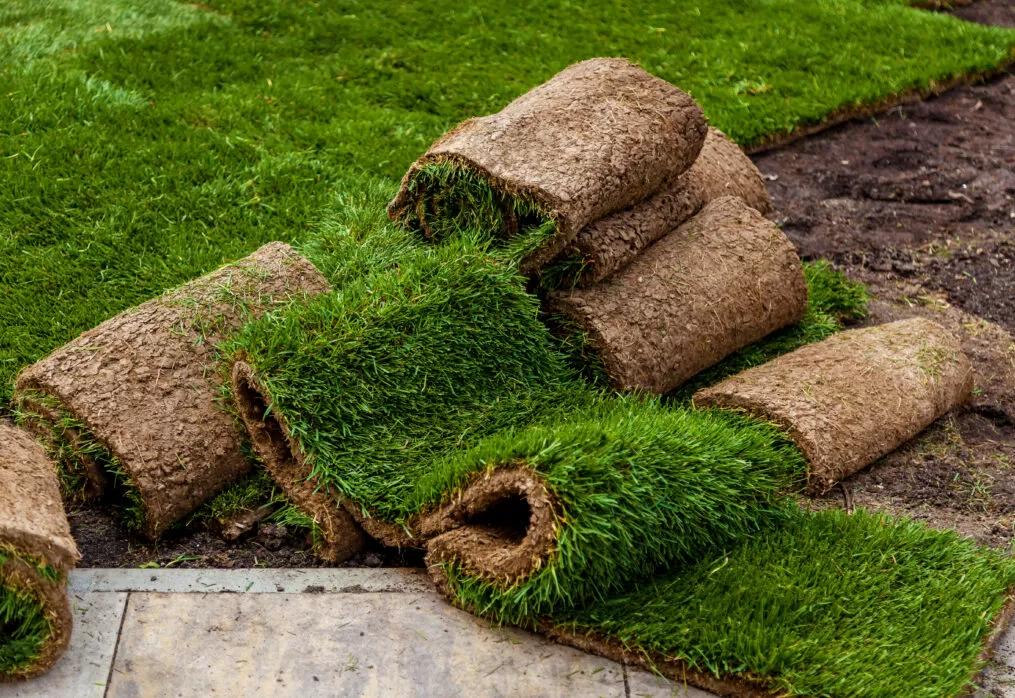 Mexican Lawn Carpet with installation