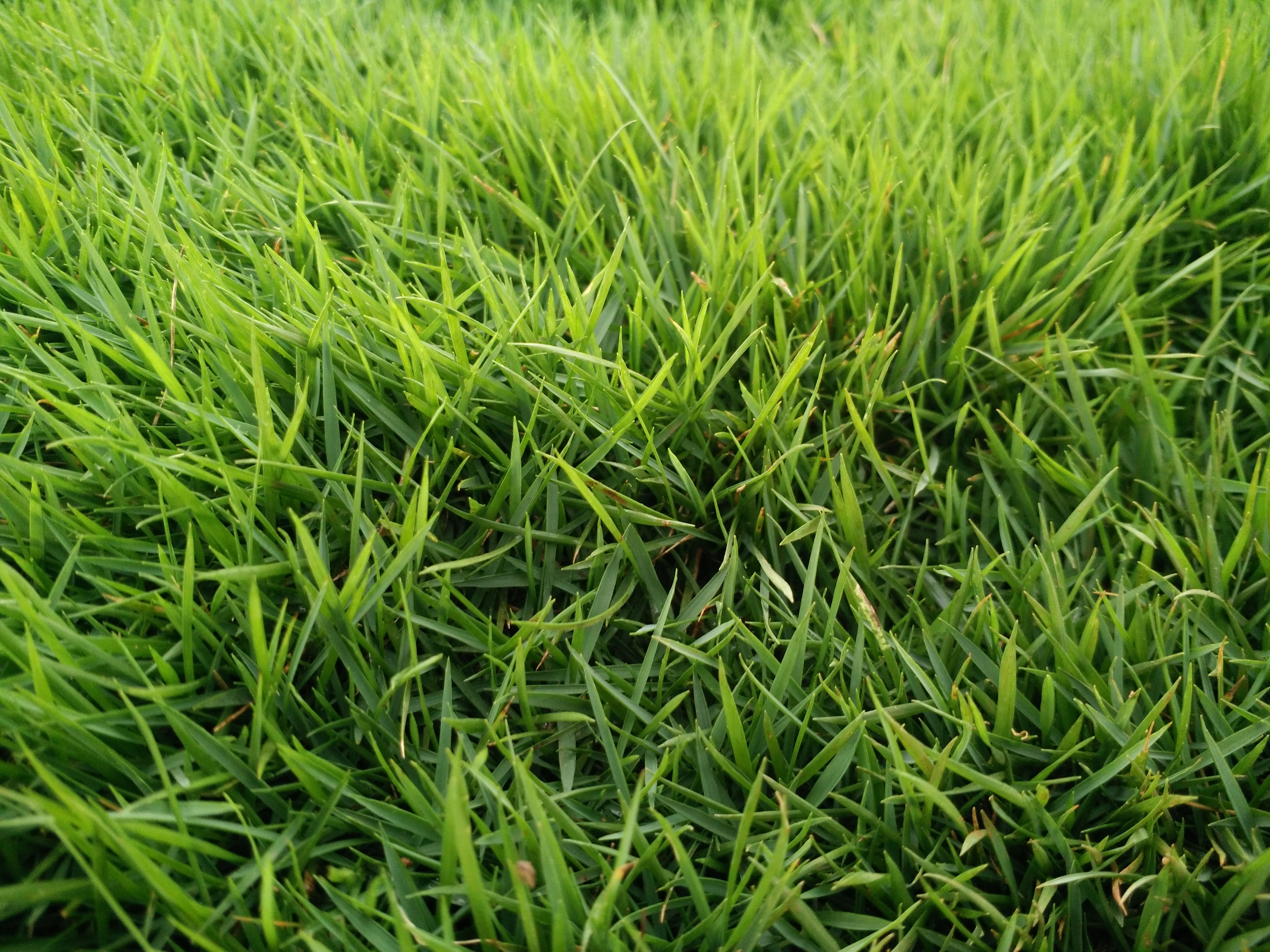 Mexican Lawn Carpet with installation