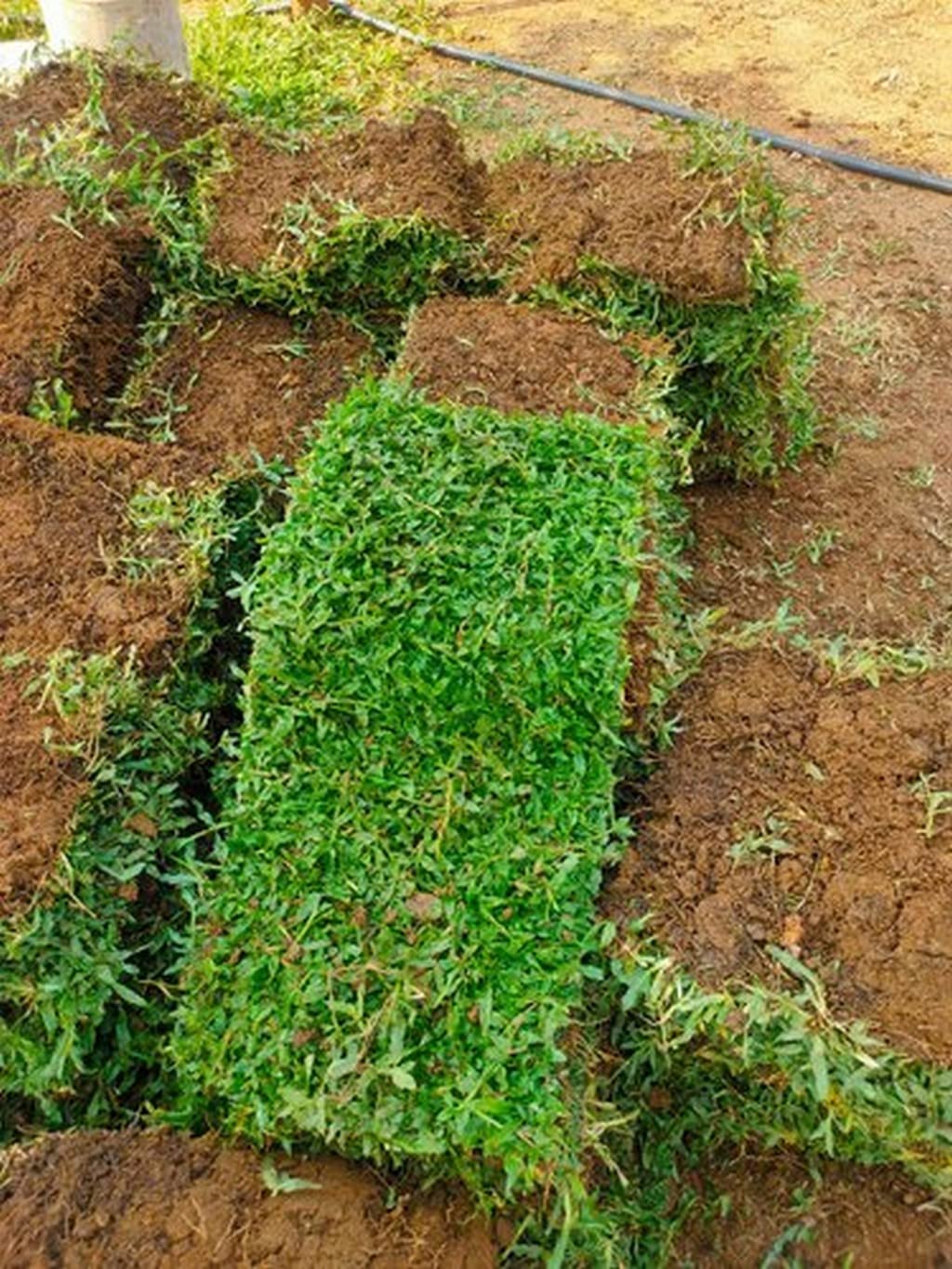 Shade Lawn Carpet with installation