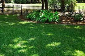 Shade Lawn Carpet with installation