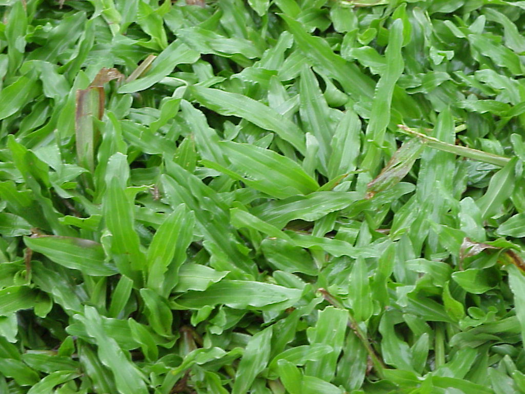 Shade Lawn Carpet with installation