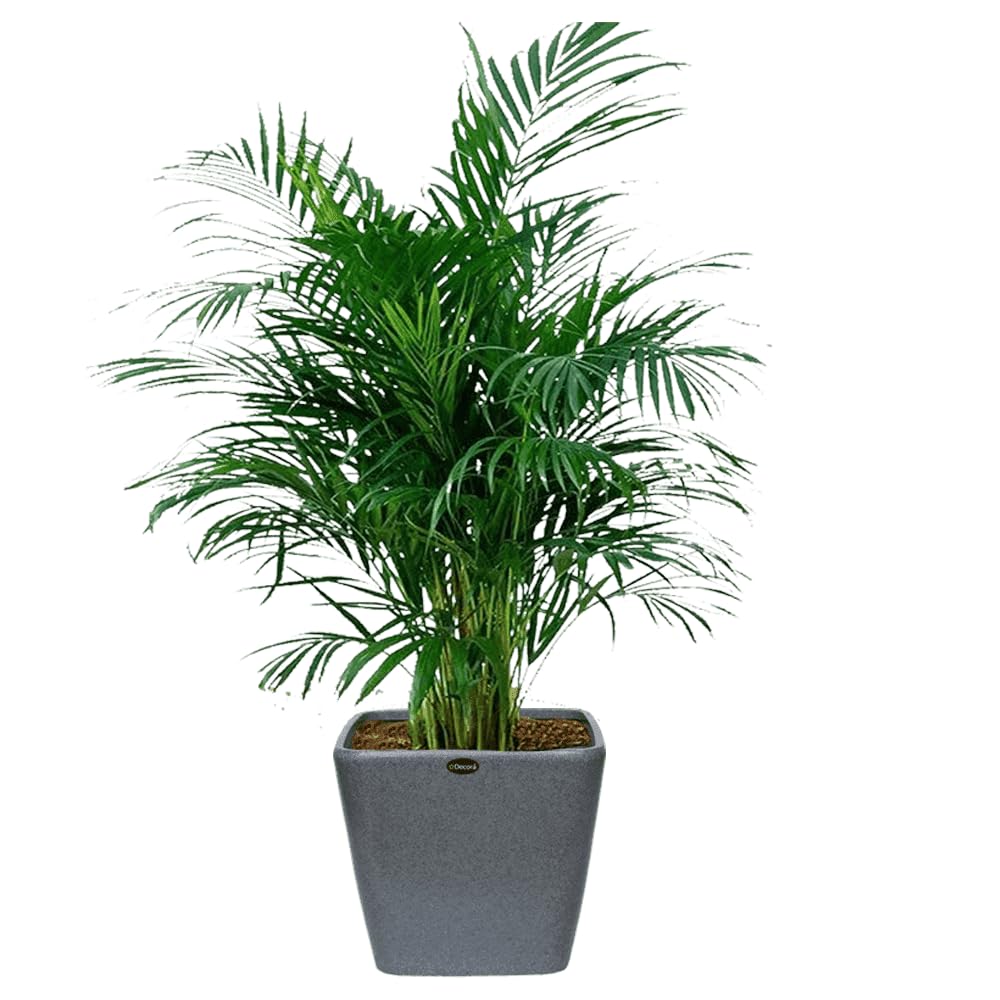 FRP Classic Planter - Series : GC 